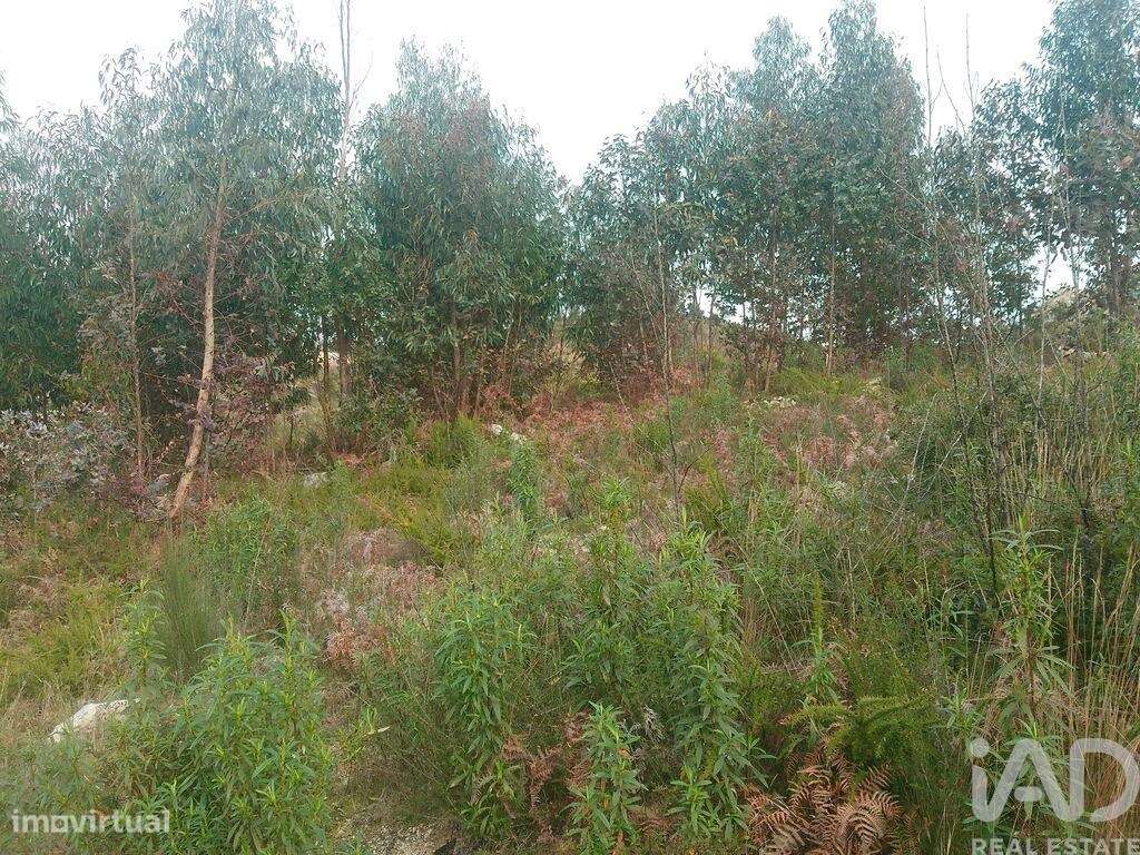 Terreno em Seixo da Beira de 16000,00 m2 - Grande imagem: 5/26