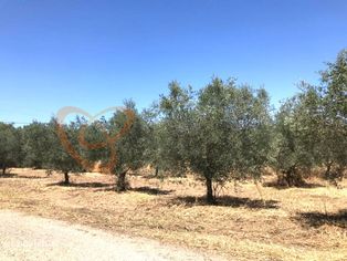 Fantástica Moradia situada na Vidigueira, Alentejo, Portugal - Grande imagem: 5/24