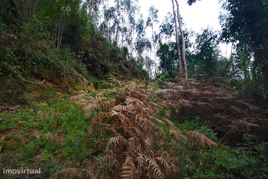 Grande propriedade, com floresta e 2 ruínas, Fraldeu, Óbidos-26