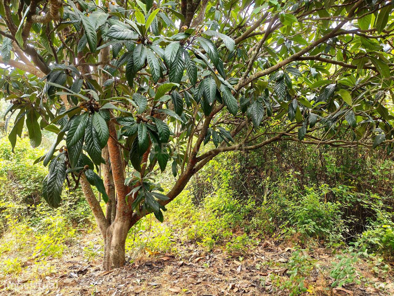 Terreno Rústico com Árvores de Fruto - Calhandriz, Vila Franca de Xira-7