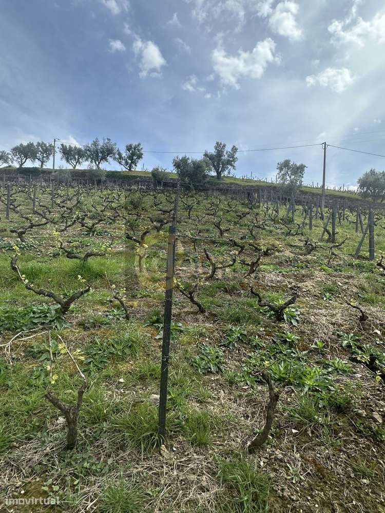 Quinta Brasonada no Douro Superior-17