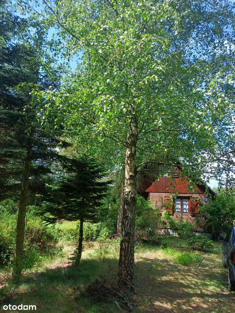 WYJĄTKOWA DZIAŁKA REKREACYJNA Z GOTOWYM DOMKIEM – BLISKO WARSZAWY! - Pełny obrazek: 2/5