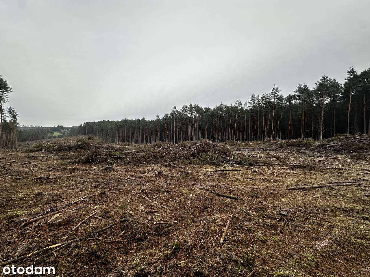 Działka Leśna 40000m2, Kamion , gmina Wierzchlas - Pełny obrazek: 2/6
