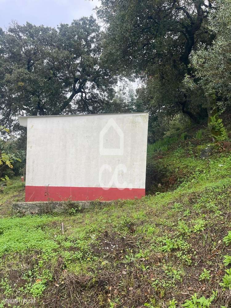 Terreno com poço legalizado e várias árvores de fruto-1