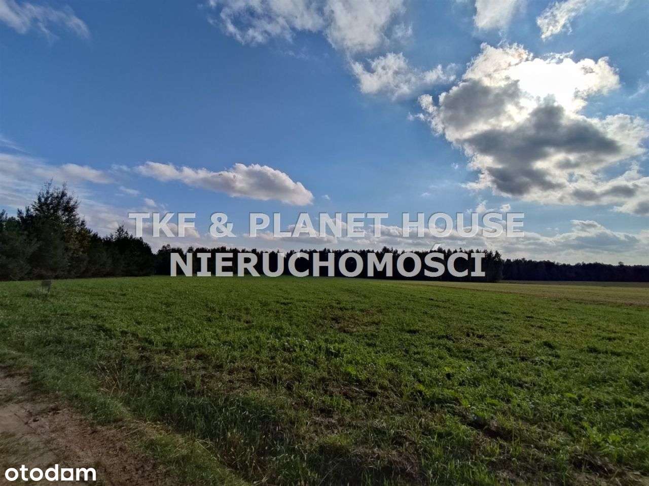 Działka rolna na sprzedaz 1,2 ha Sielec/Opoczno - Pełny obrazek: 5/6