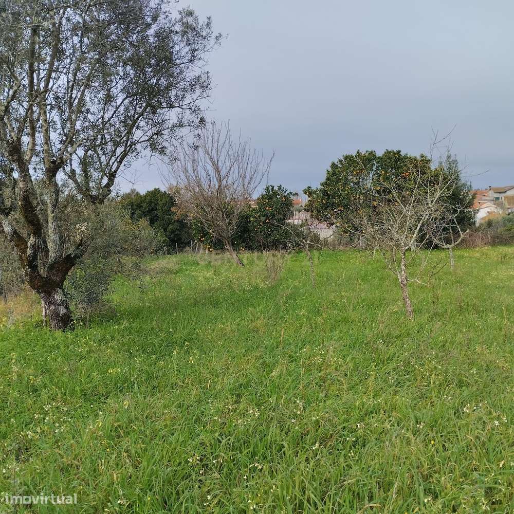 Terreno em Pouca pena - Soure - Grande imagem: 3/14