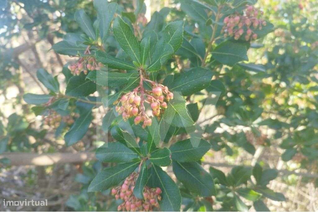 Terreno de 13 hectares em Foros da Charneca, com possibilidade de urba - Grande imagem: 4/10