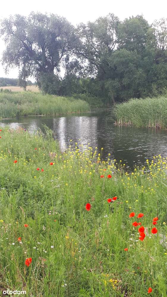 Działka rolna na sprzedaż, świetna lokalizacja!-3