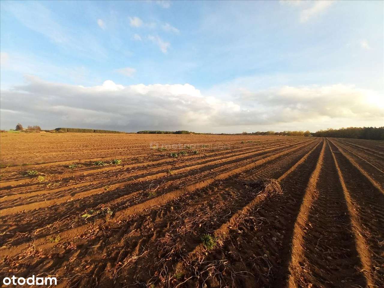 Dwie działki o łącznej powierzchni 0,595 ha - Pełny obrazek: 5/10