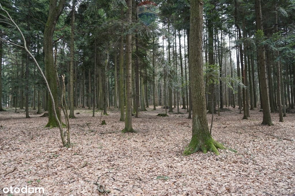 Działka leśna Budzów, powiat suski