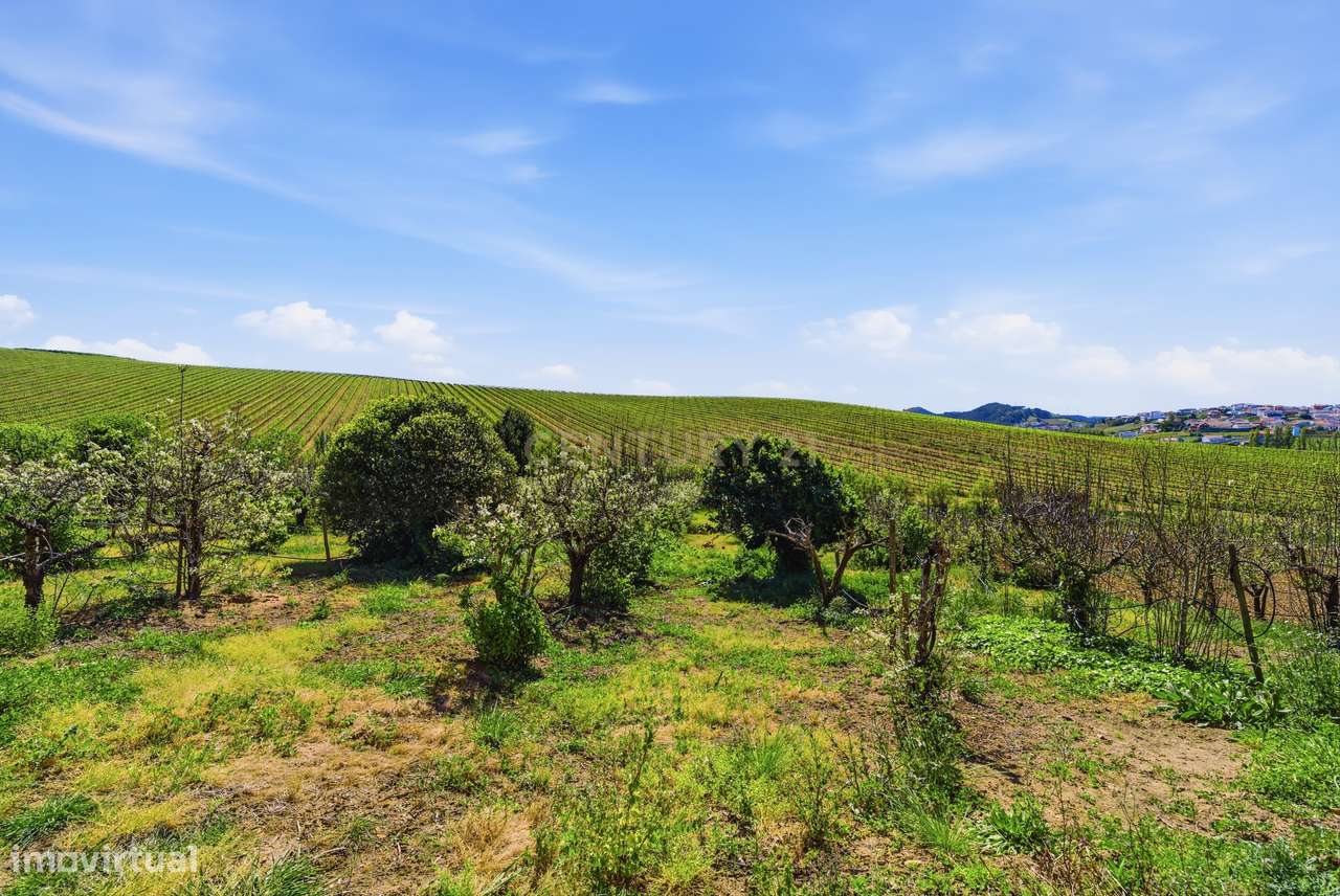 Quinta em Bonabal com Moradia T3 + Armazém + Terreno com mais de 3 400-15