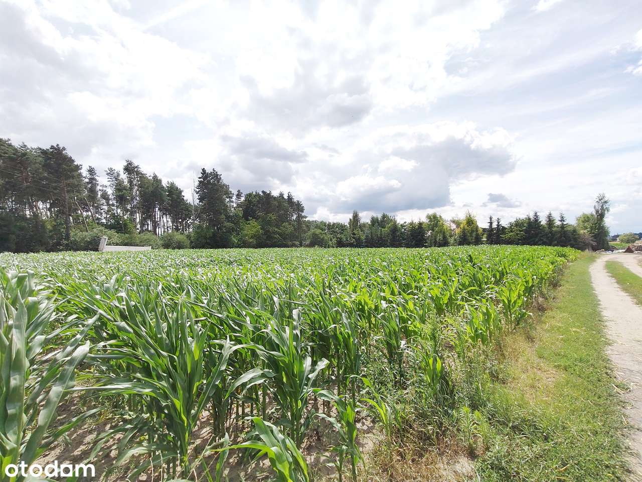 Działka z WZ, magazynowo-biurowe. - Pełny obrazek: 4/9