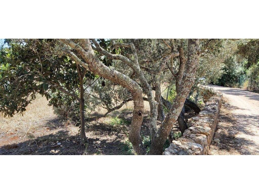 Terreno rústico, em zona agrícola, Albufeira, Algarve - Grande imagem: 5/36