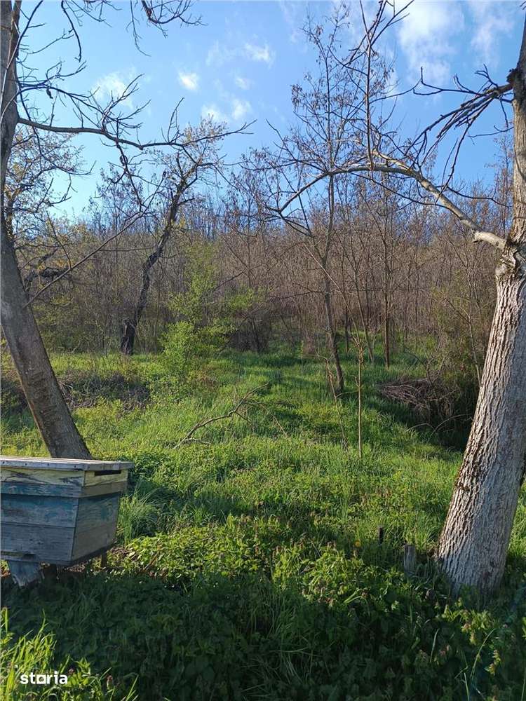 RECO TEREN GENEROS CU CABANA - Imagine principală: 5/9