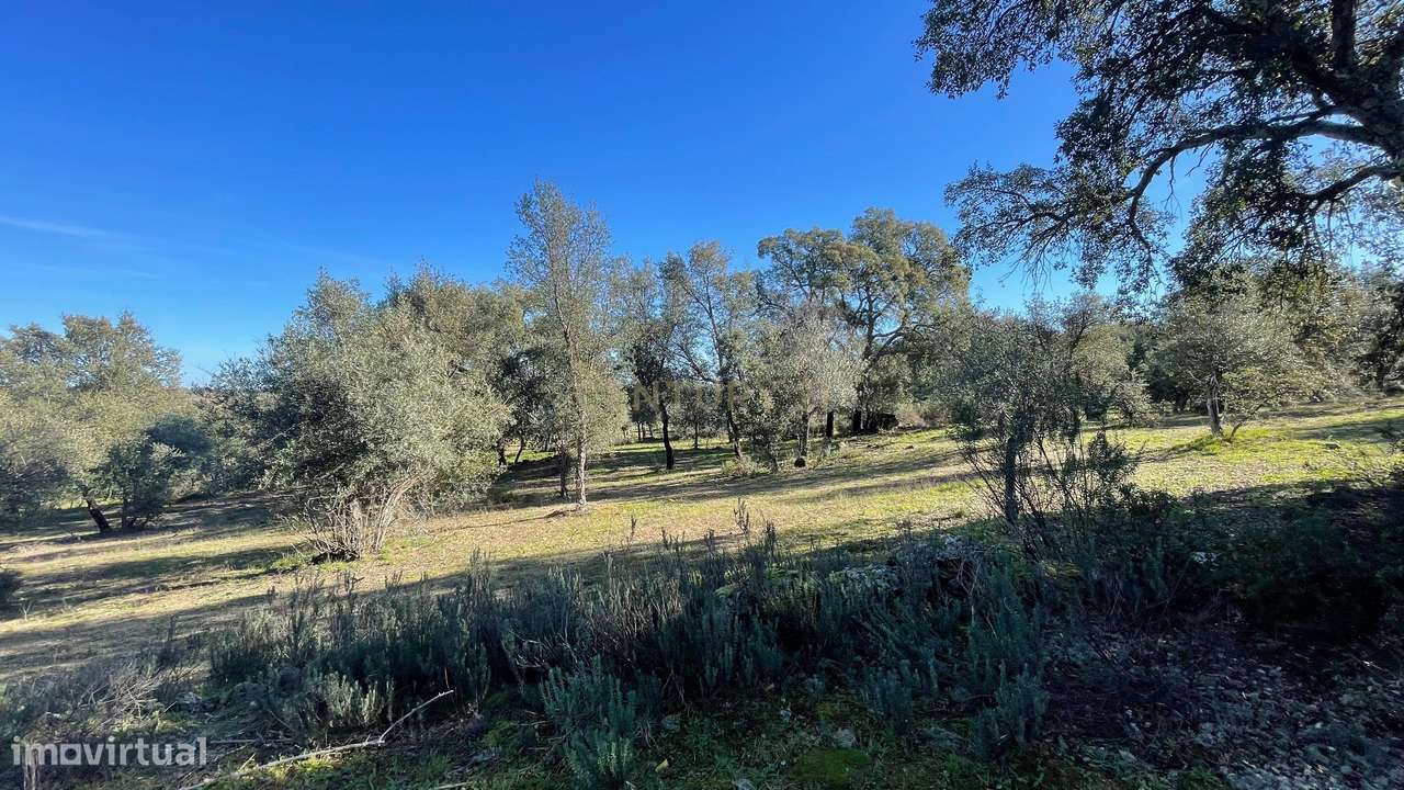 Terreno com olival tradicional | Escalos de Cima, Castelo Branco - Grande imagem: 2/7