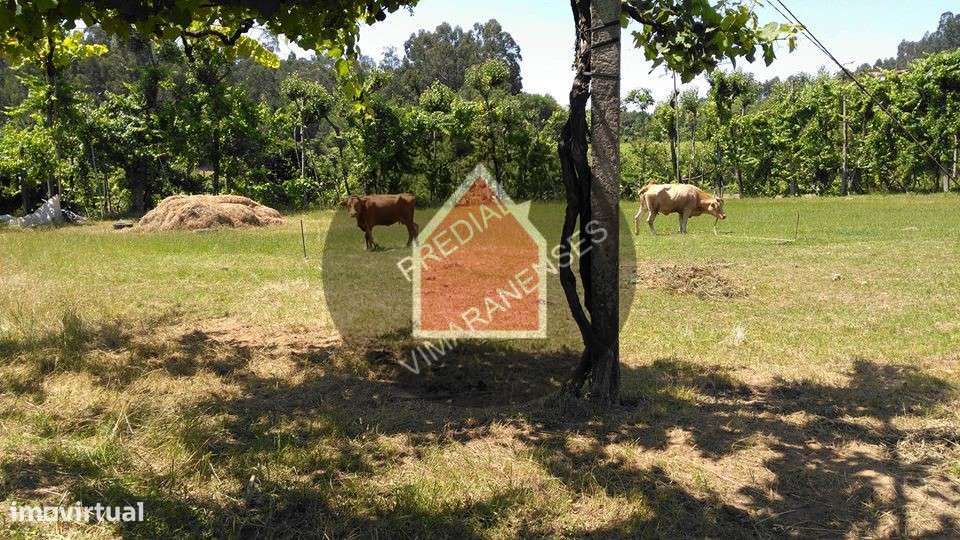 Quinta - Gominhães - 290.000€ - Grande imagem: 4/29