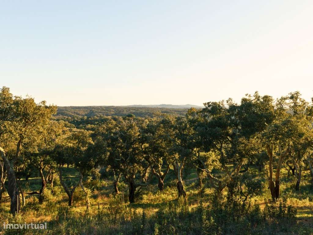 Propriedade investimento, vista mar, S. Francisco da Serra-Melides - Grande imagem: 5/18