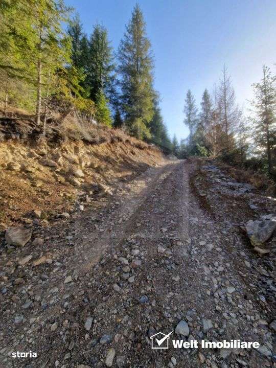 Se vinde teren cat un munte in Apuseni - Poiana Horea-12