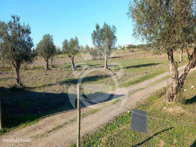 Terreno Rústico em Reguengos de Monsaraz - Grande imagem: 3/9
