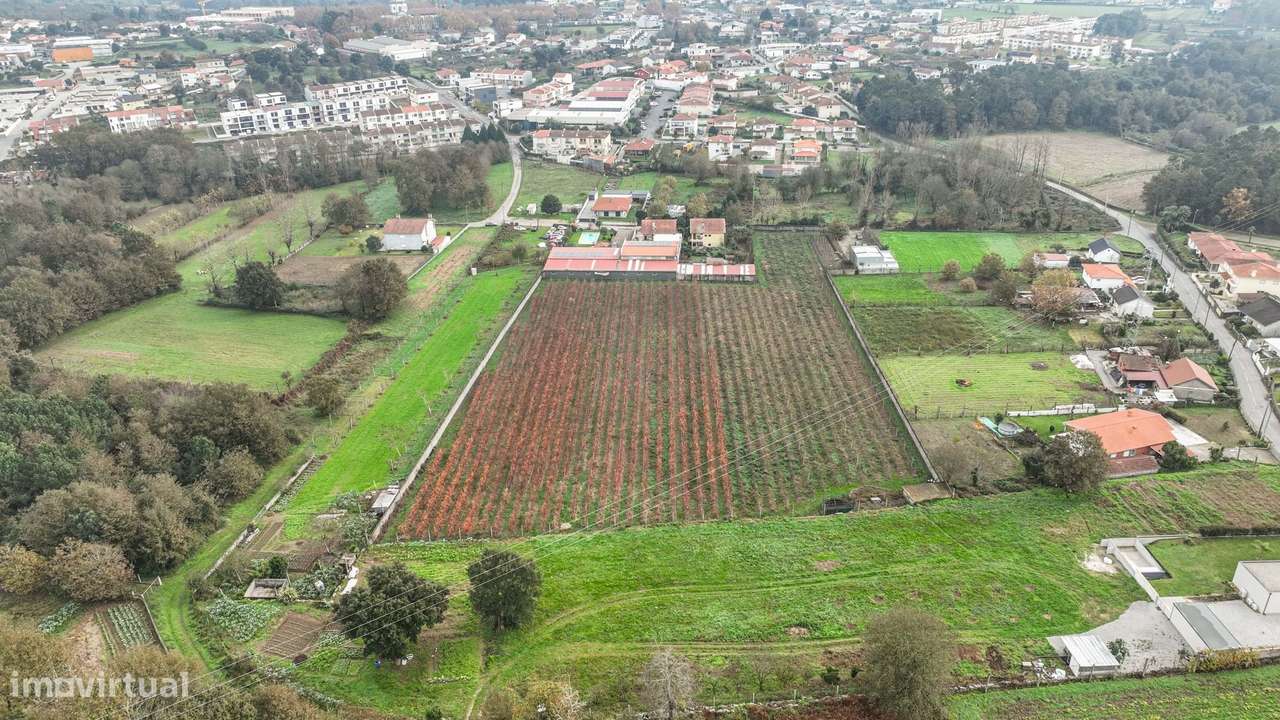 Quinta de Produção de  Mirtilos - Grande imagem: 4/15