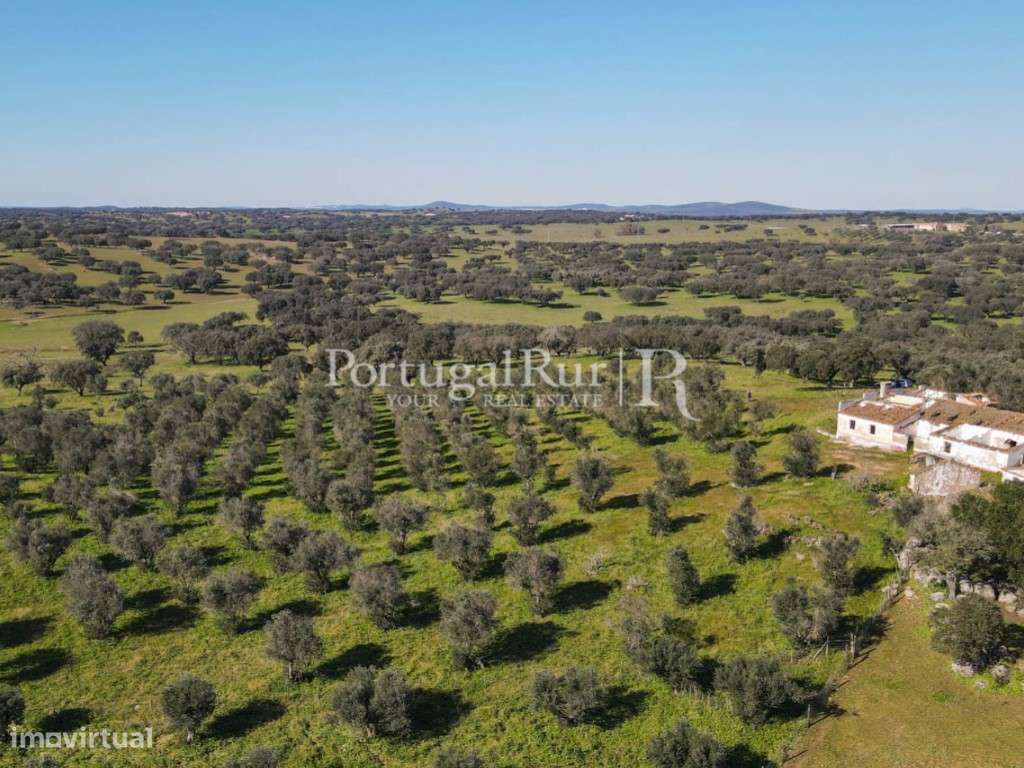 Herdade de 18 hectares perto de Estremoz-16