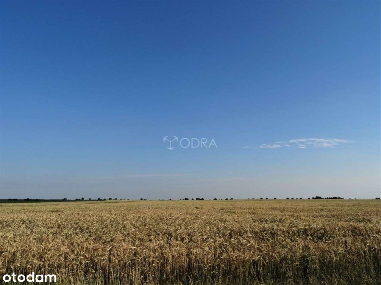 Działka, 21 156 m², Chwałowice - Pełny obrazek: 4/6