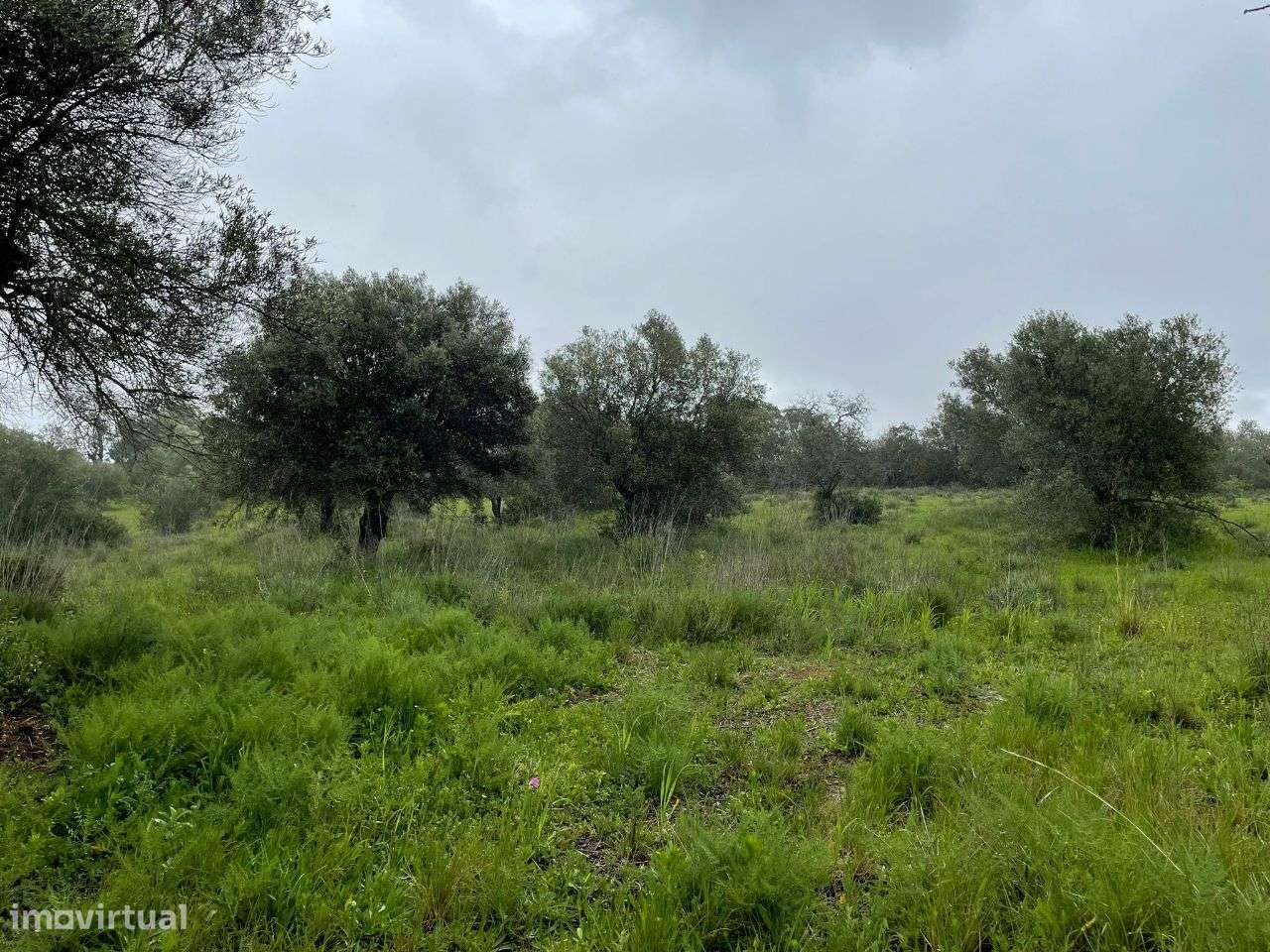 Terreno Rustico em torre Apra- Loule-9