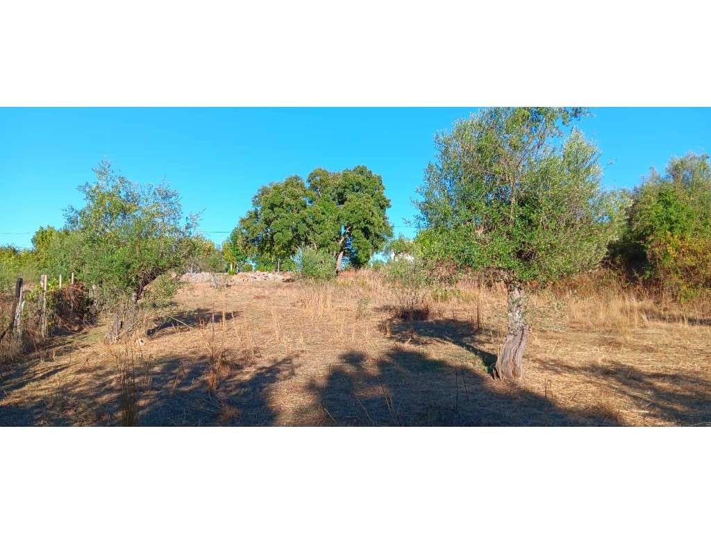 Arrendamento de Terreno Rústico - Mação (1.640 m²) - Grande imagem: 5/8