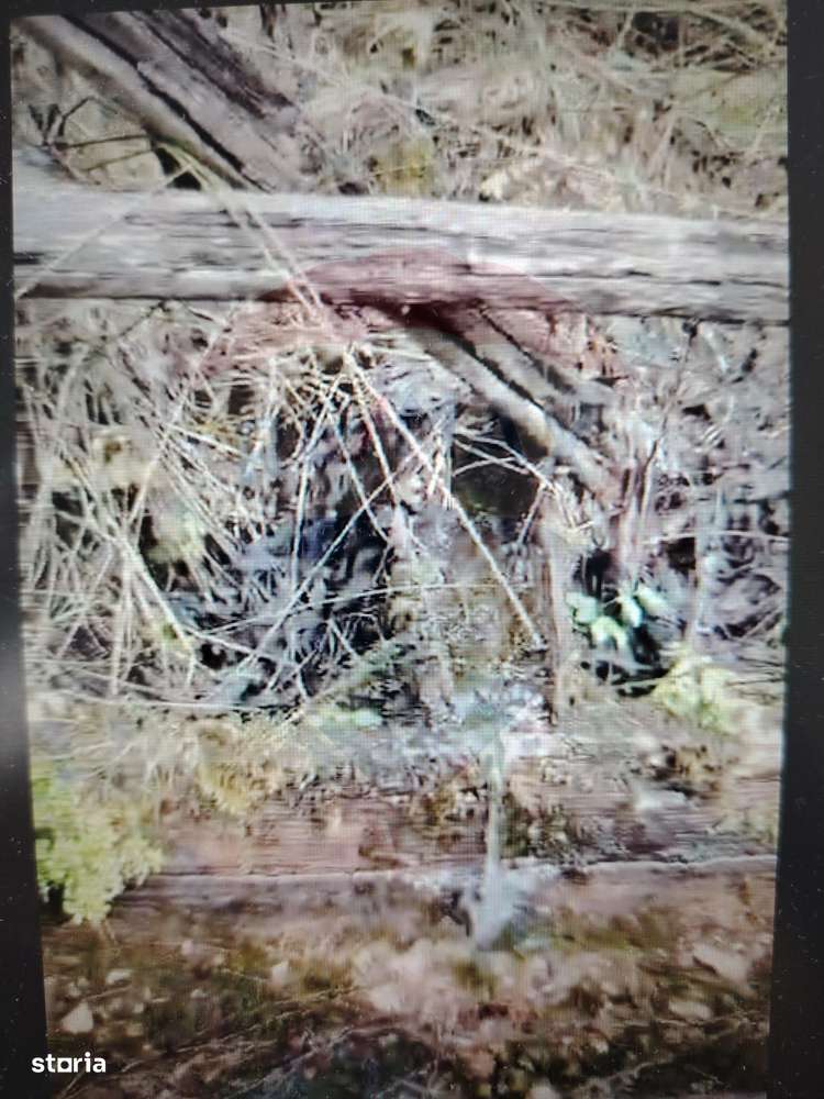 Teren 17,895mp Dorna-Arini / Prelungirea Cozănești-6