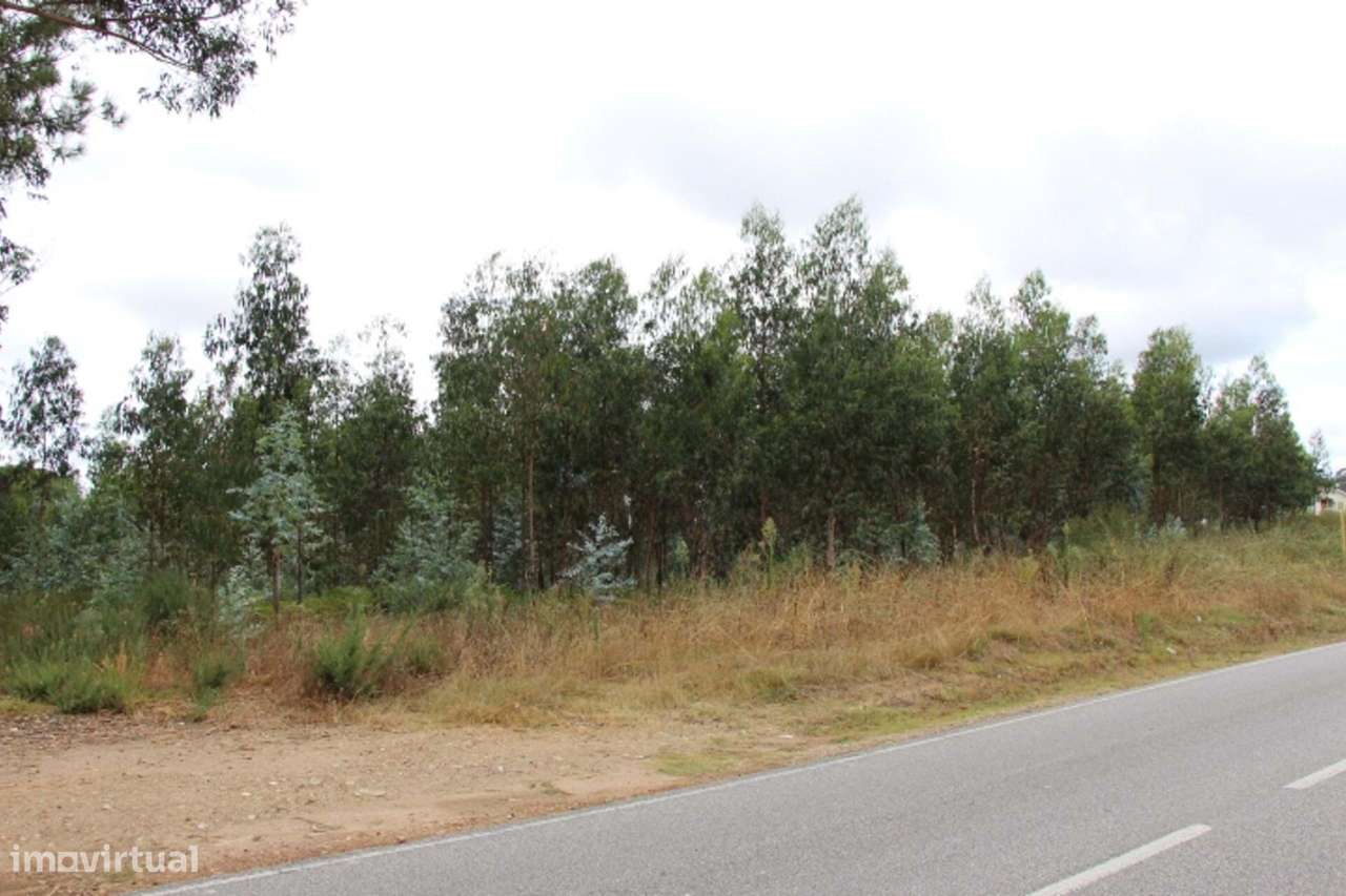 Terreno, Viseu, Tondela, Campo de Besteiros - Grande imagem: 4/5