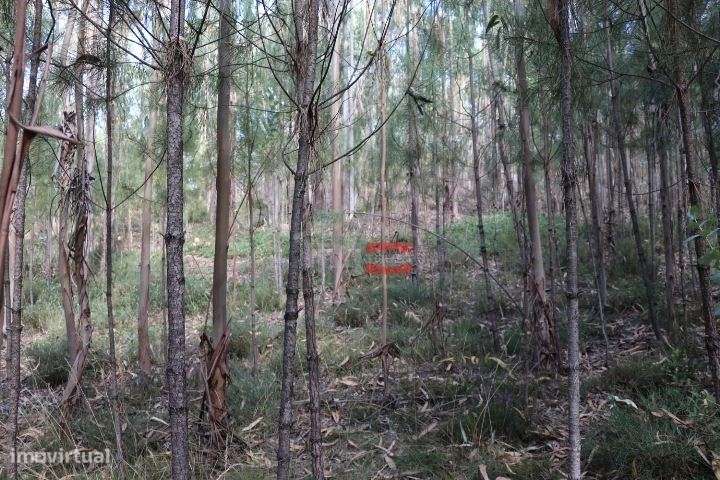 Terreno - Grande imagem: 5/8