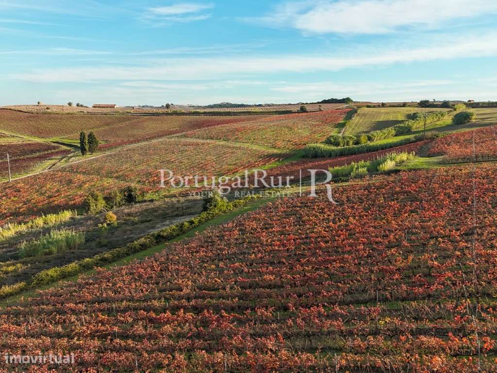 Quinta vitivinicola centenária com 34,5 hectares em Alenquer, Lisboa - Grande imagem: 5/56