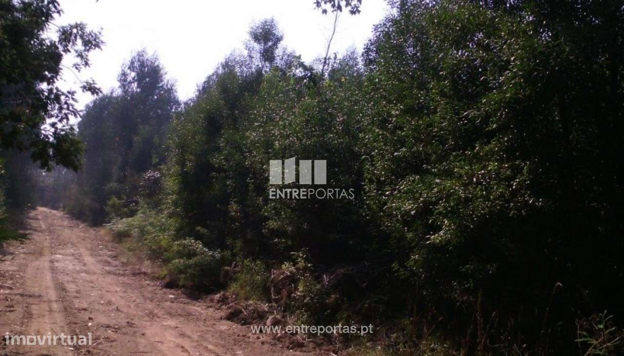 Venda de terreno, Canidelo, Vila do Conde - Grande imagem: 5/5