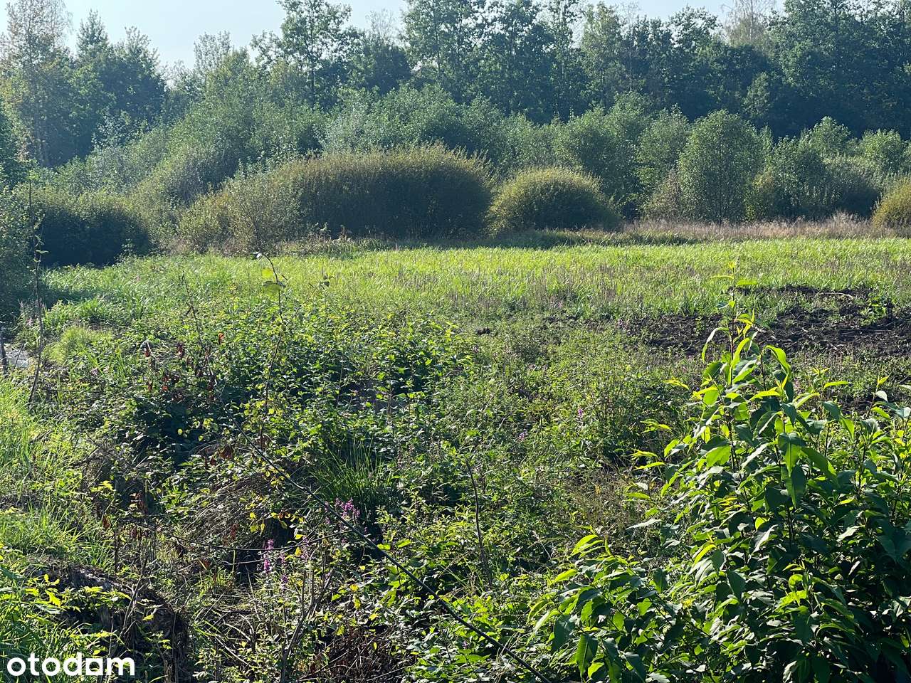 Działka w otoczeniu zieleni - Pełny obrazek: 1/1