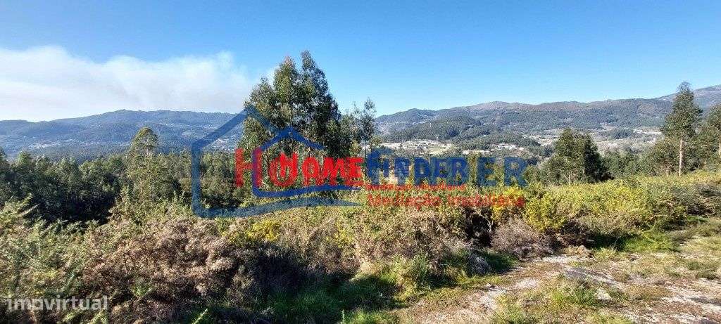 Bouça com 15.000 m² - Póvoa de Lanhoso - Grande imagem: 2/20