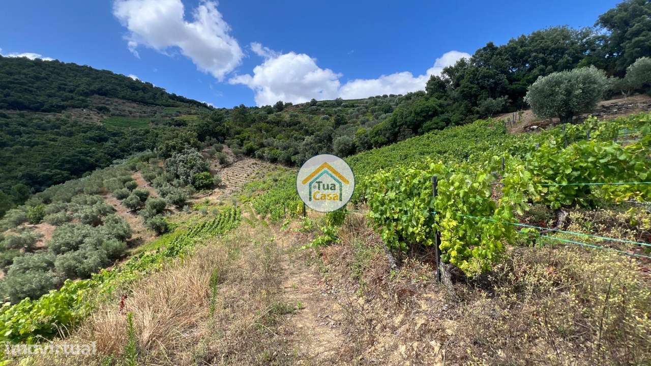 Terreno Rústico com 9300m2 Cultivo de Vinha em Fornos de Andrães, Vila - Grande imagem: 3/16