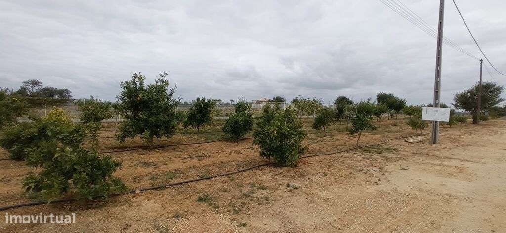 Venda Quinta/Herdade - Grande imagem: 4/6