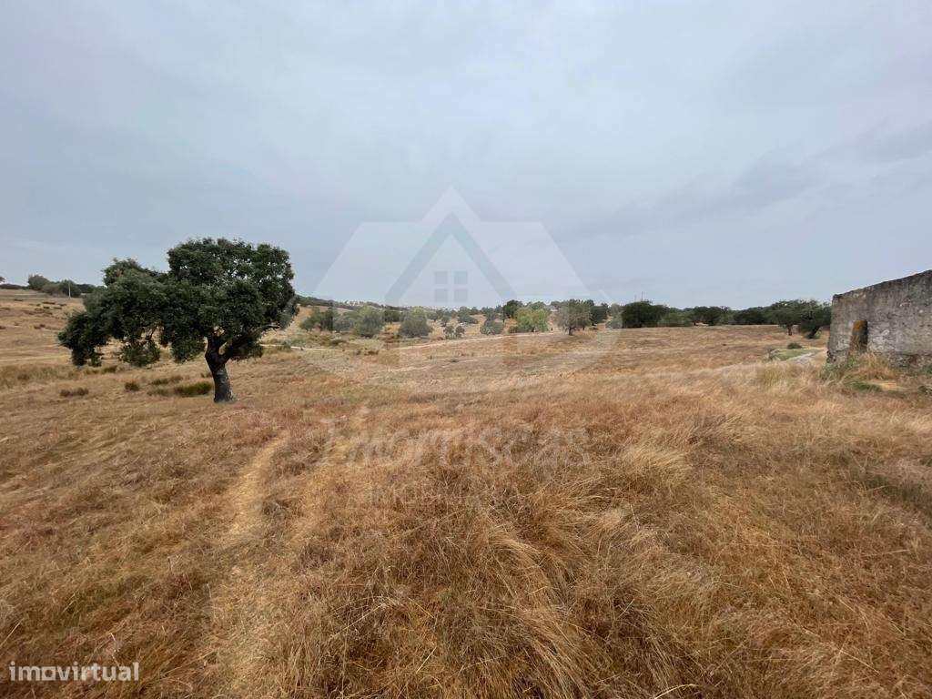 Herdade de 6,5 hectares, com 431 m² urbanos em Pavia, concelho de Mora - Grande imagem: 2/25