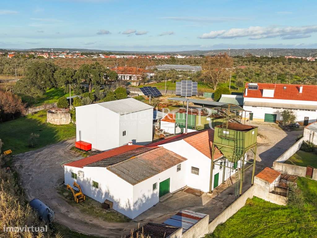 Unidade Industrial de Produção de Azeite & Elevado Potencial Produtivo-8