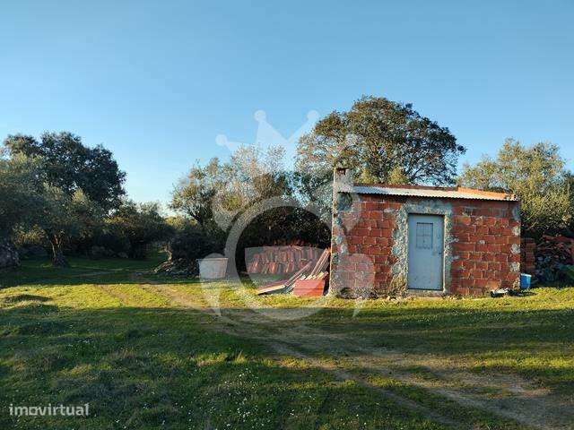 OLIVAL PARA VENDA EM CARRAPATELO - CORVAL-25