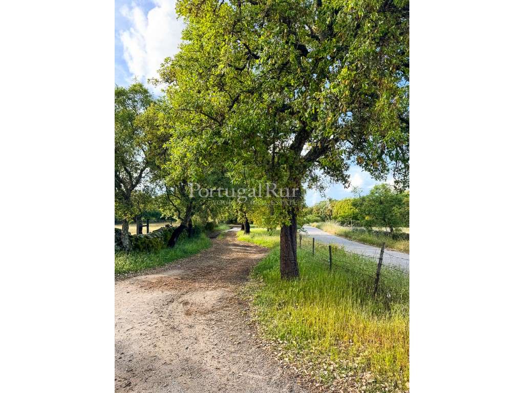 Quinta de 10 ha com projeto aprovado para 2 moradias em Marvão-50