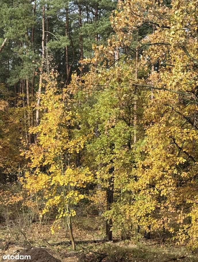 Promno Park_35 - Pełny obrazek: 3/12