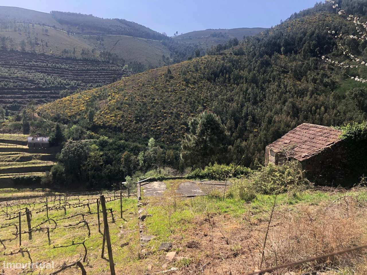 Quinta espetacular na região do vinho verde em plena produção-44