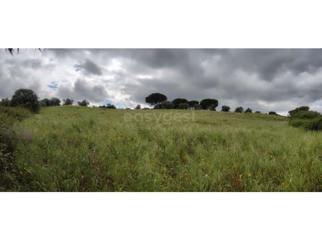 Terreno Rústico com 9600mt2 em Alcoentre, Azambuja - Grande imagem: 4/15