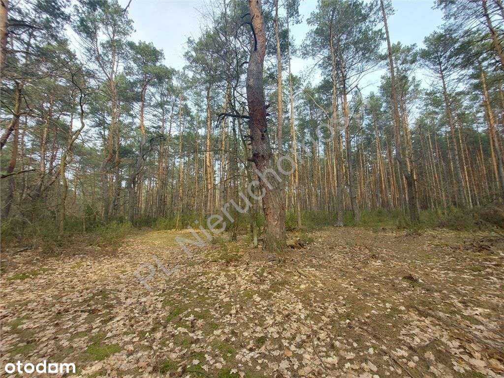 Działka Leśna - Pełny obrazek: 4/10