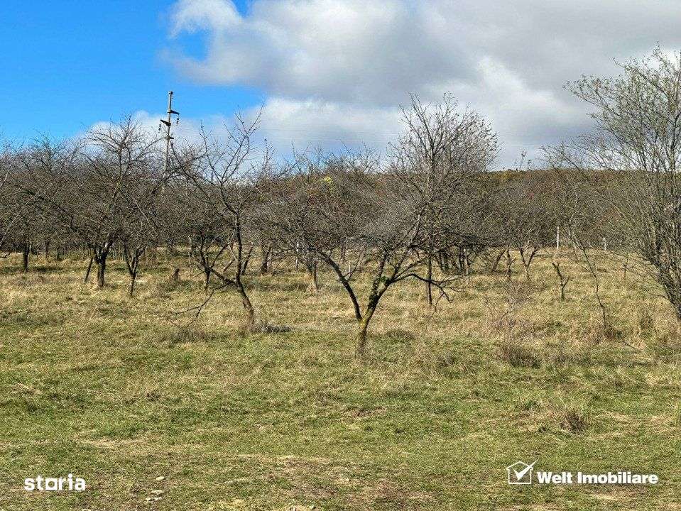 Teren Dambu Rotund 4750 mp, intravilan, UTR TDA_L, posibilitate invest - Imagine principală: 3/4