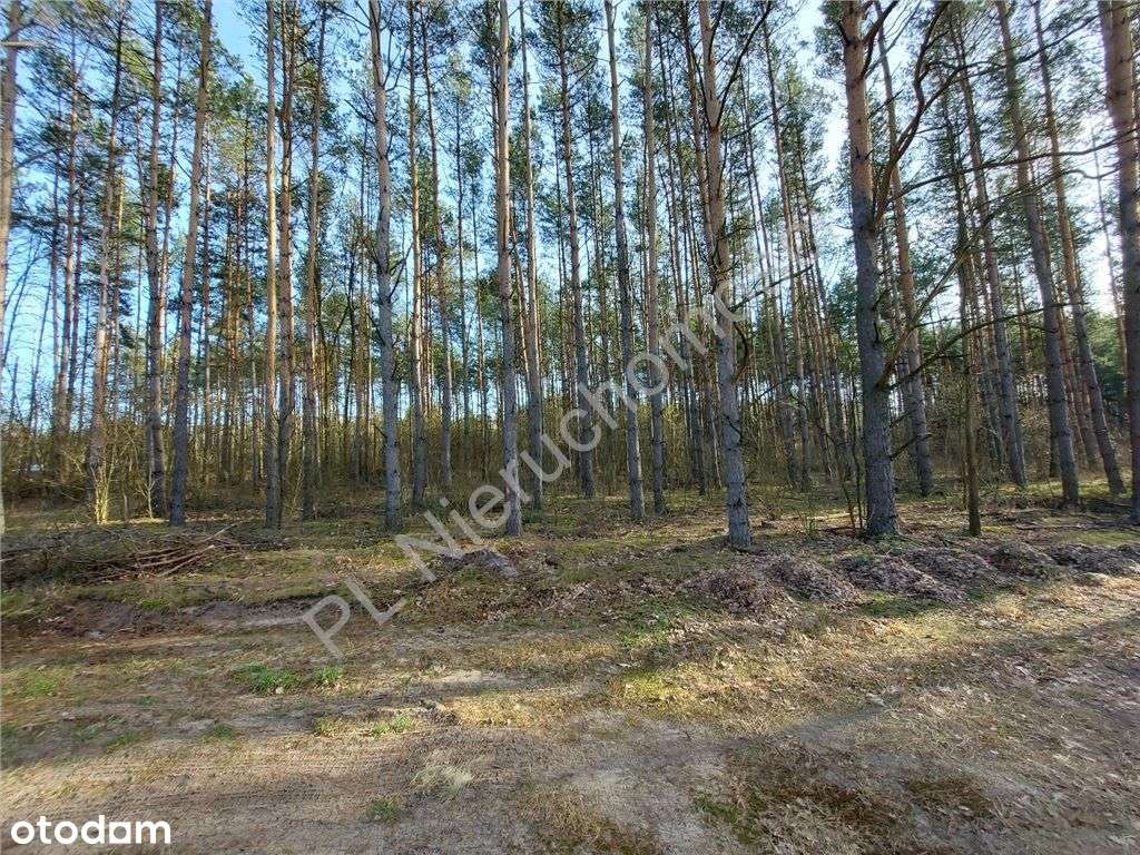 Ostatnia - Piękna Działka W Dobrej Cenie-3