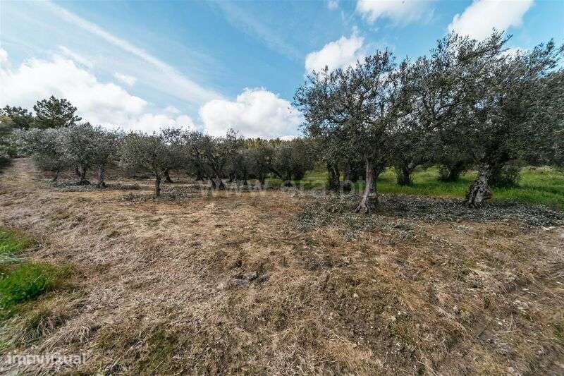Terreno Rústico / Fundão, Castelejo - Grande imagem: 2/10