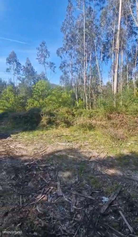 Terreno 2.600m2 - Vieira do Minho - Grande imagem: 5/6