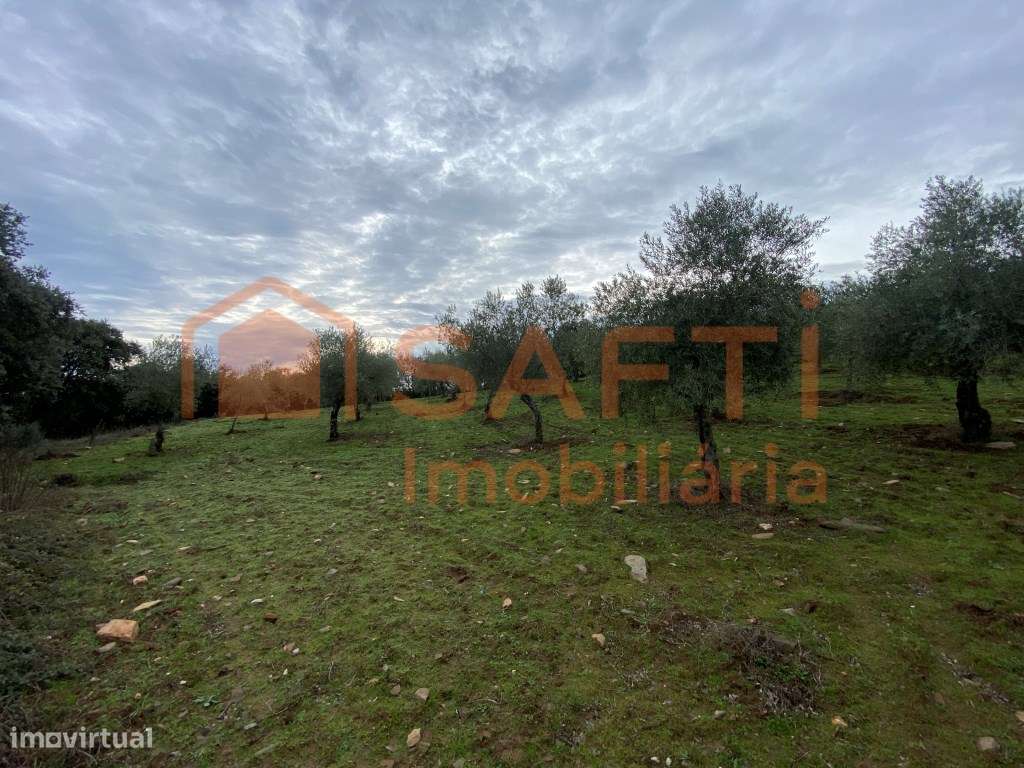 Olival de Excelência com 2,2 Hectares em Macedo de Cavaleiros - Pro...-14